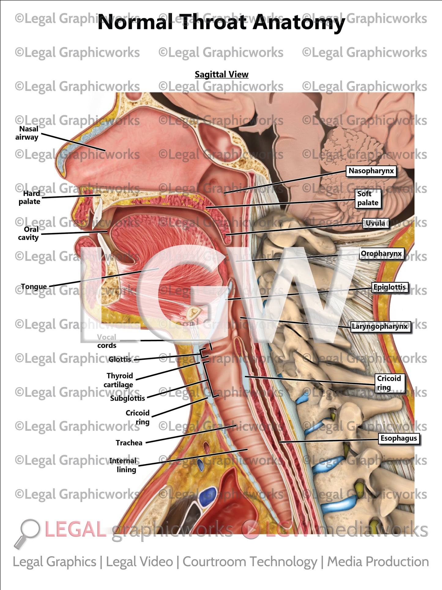 Normal Throat Anatomy