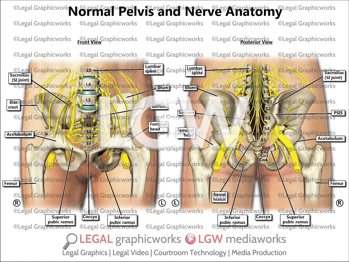 Normal Pelvis and Nerve Anatomy