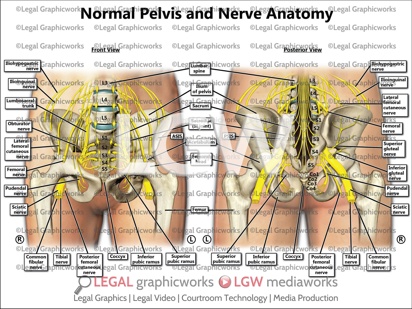 Normal Pelvis and Nerve Anatomy