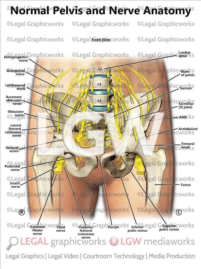 Normal Pelvis and Nerve Anatomy