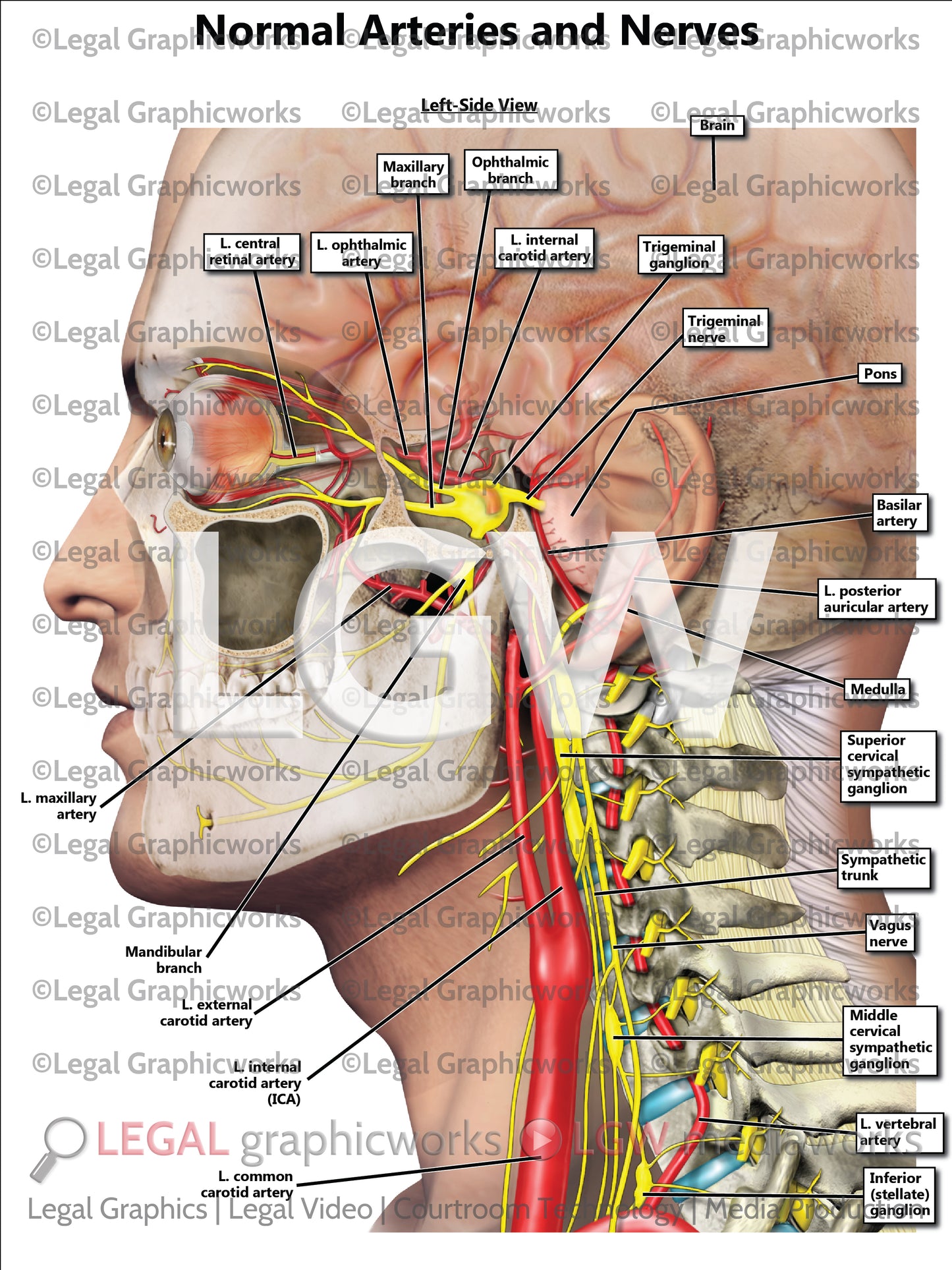 Normal Arteries and Nerves