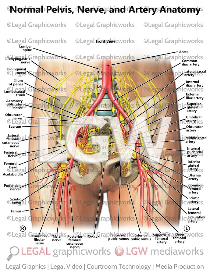 Normal Pelvis, Nerve, and Artery Anatomy