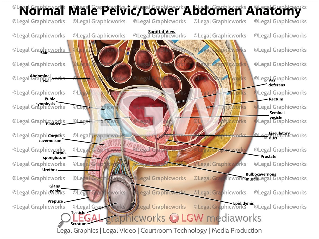 Normal Male Pelvic/Lower Abdomen Anatomy