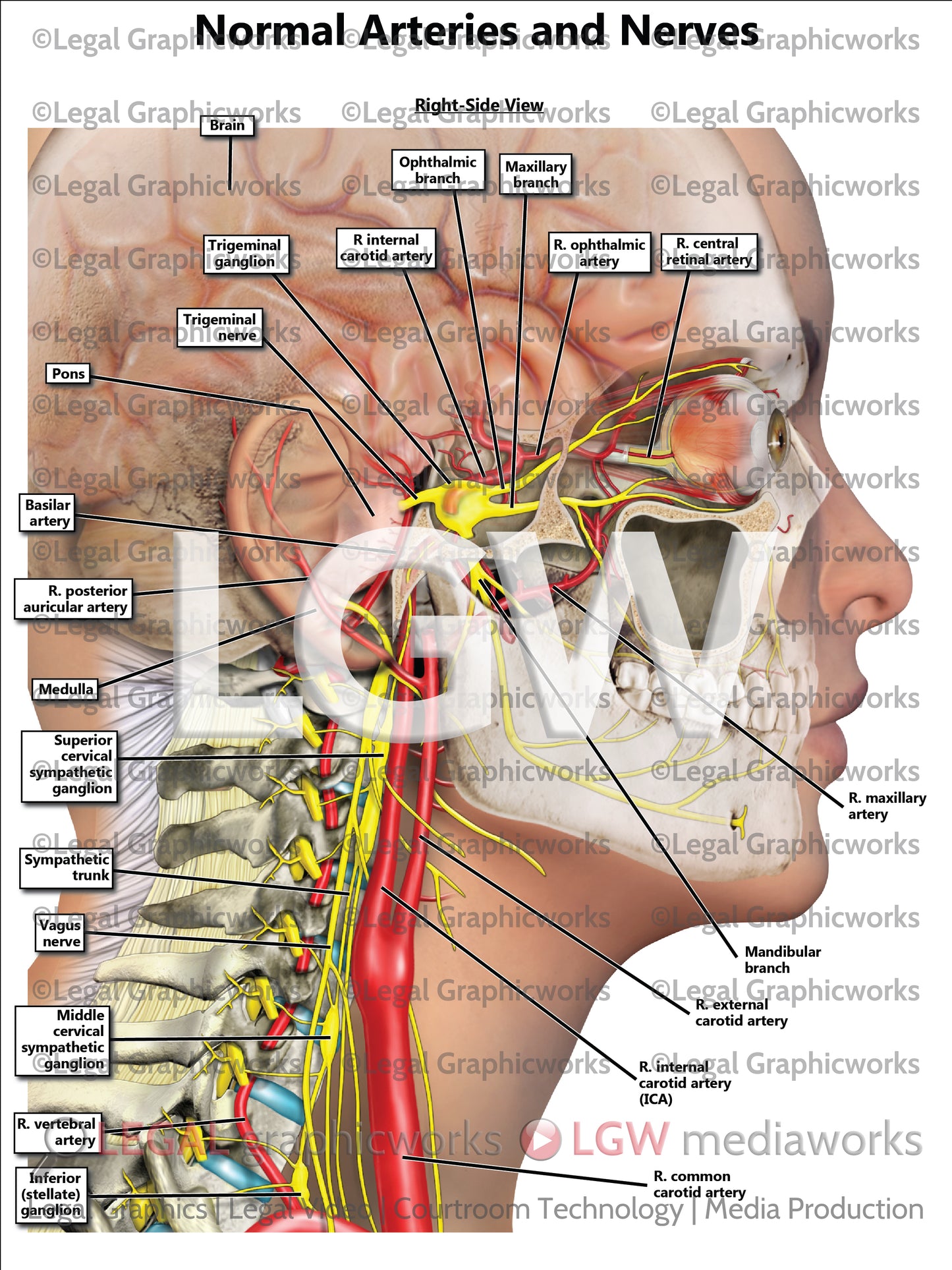 Normal Arteries and Nerves