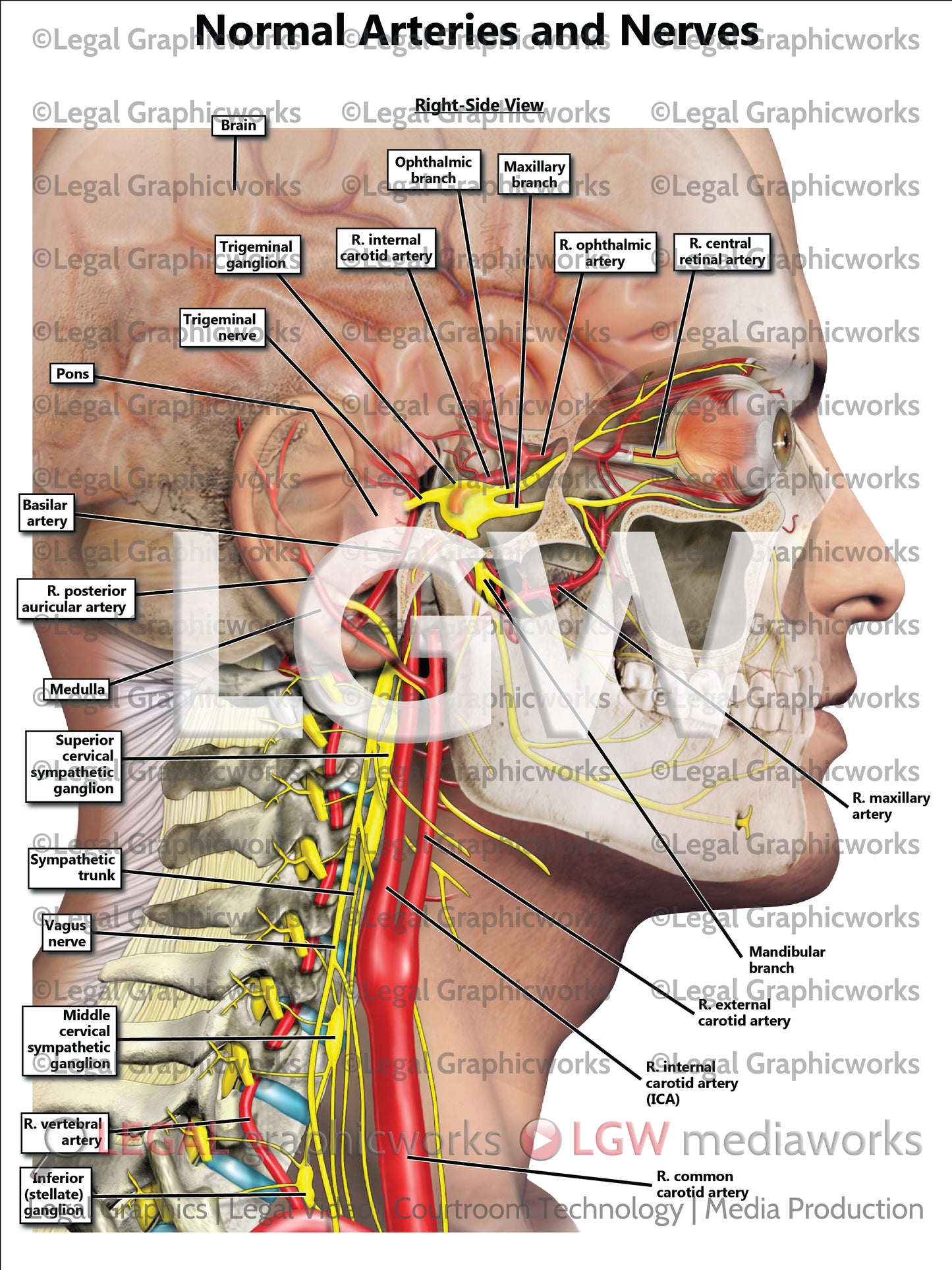 Normal Arteries and Nerves