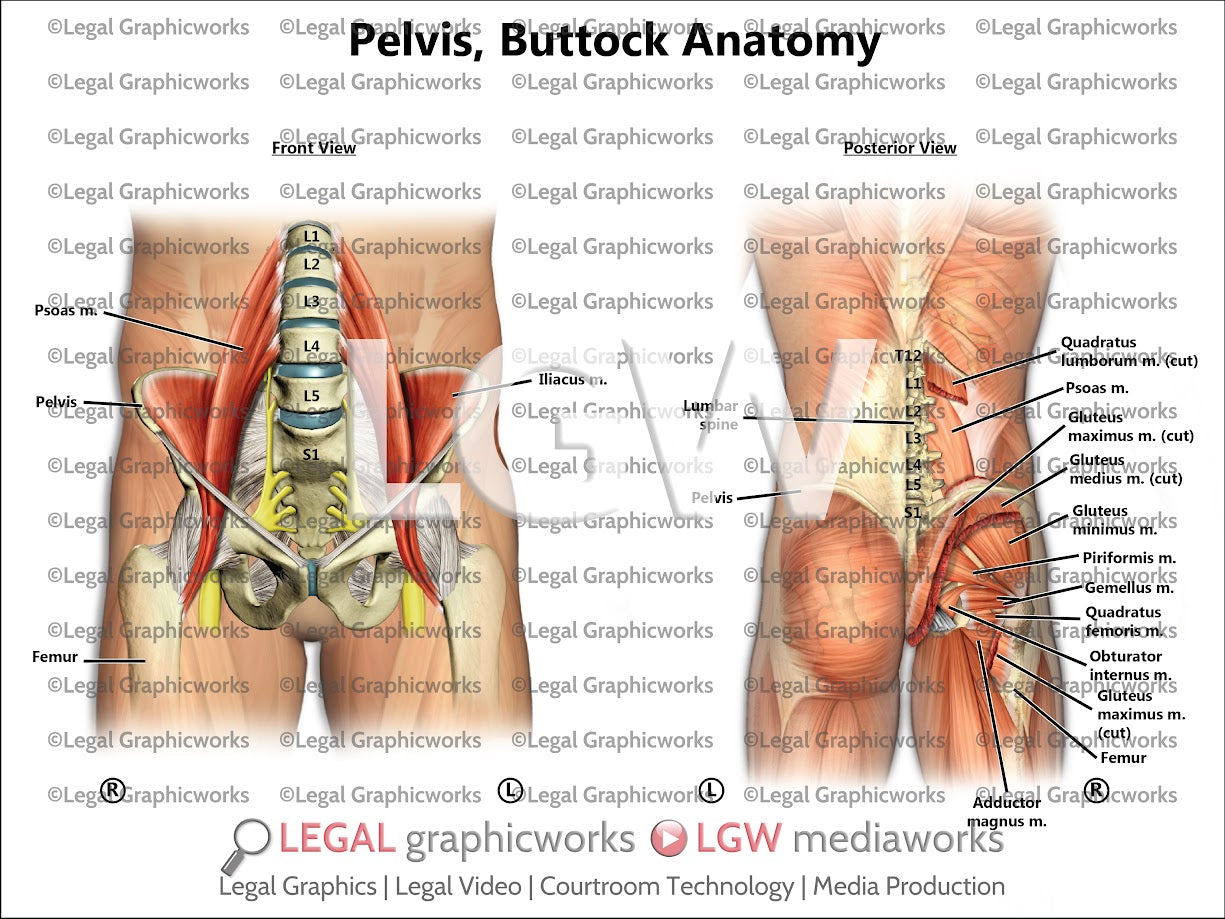 Pelvis, Buttock Anatomy