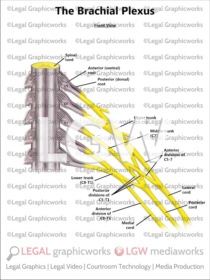 The Brachial Plexus