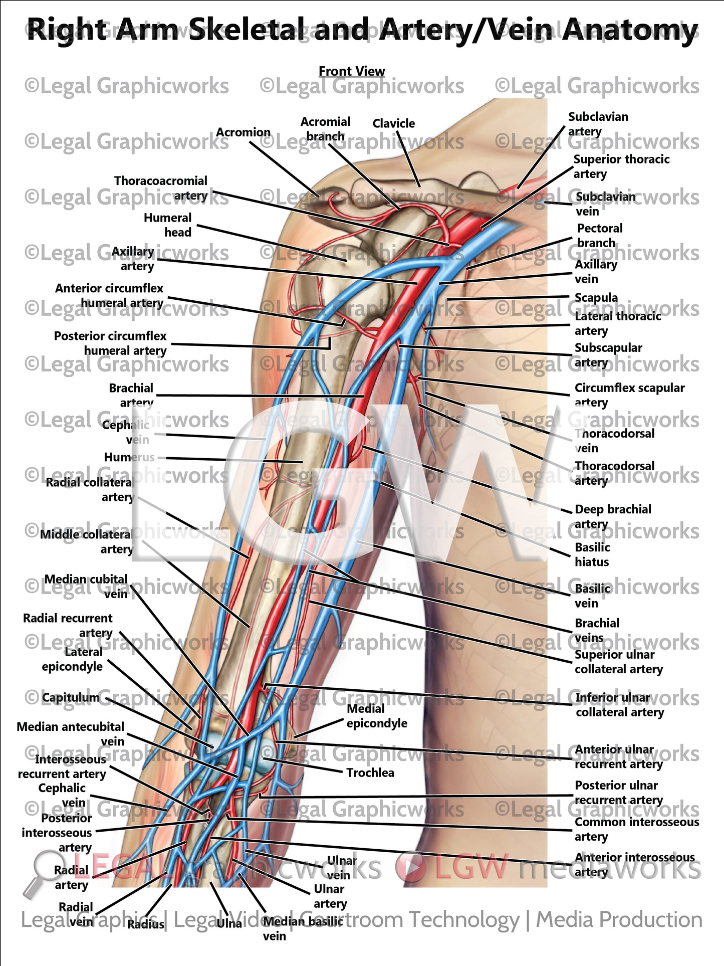 Right Arm Skeletal and Artery/Vein Anatomy