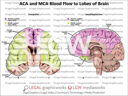 ACA and MCA Blood Flow to Lobes of Brain