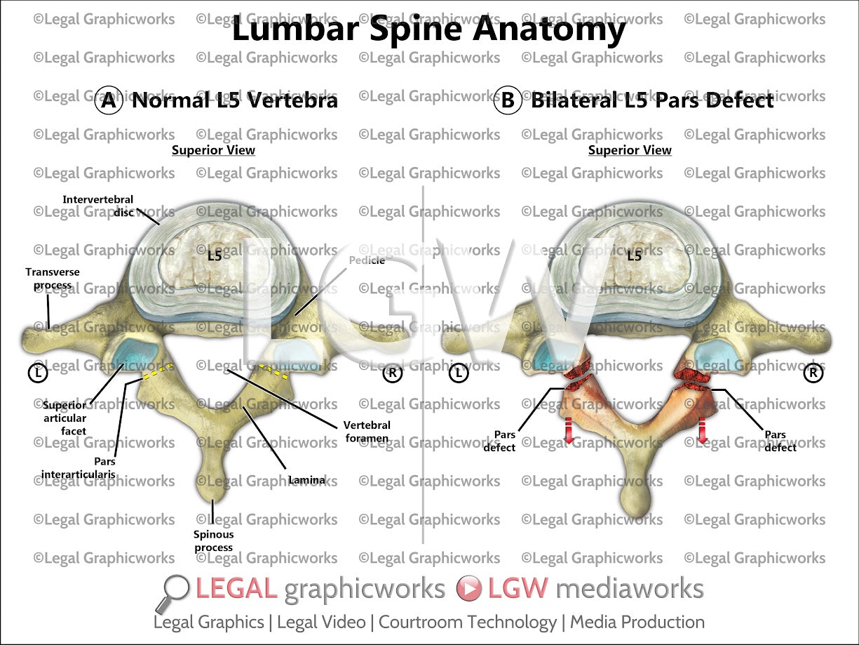 Lumbar Spine Anatomy