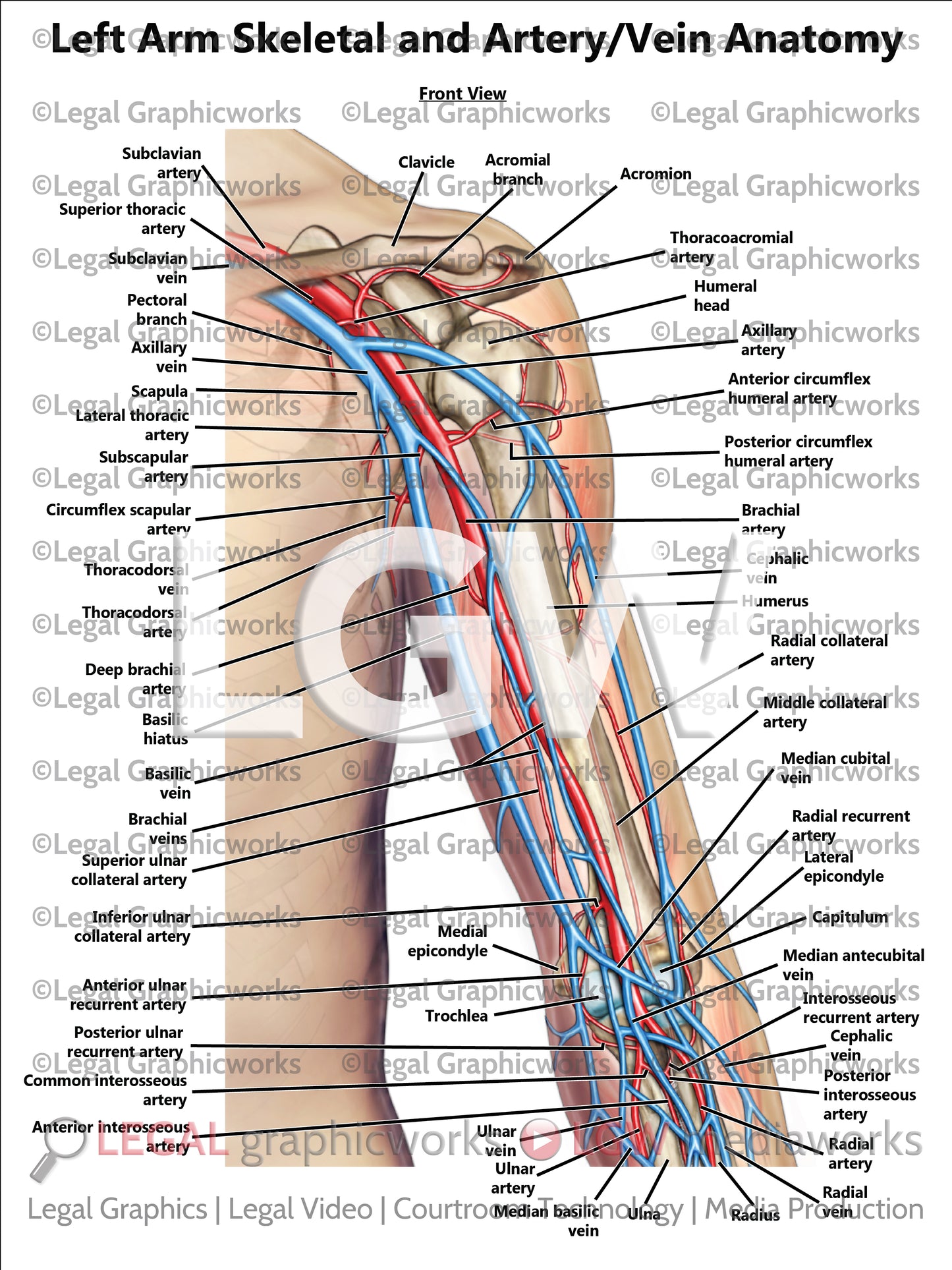 Left Arm Skeletal and Artery/Vein Anatomy