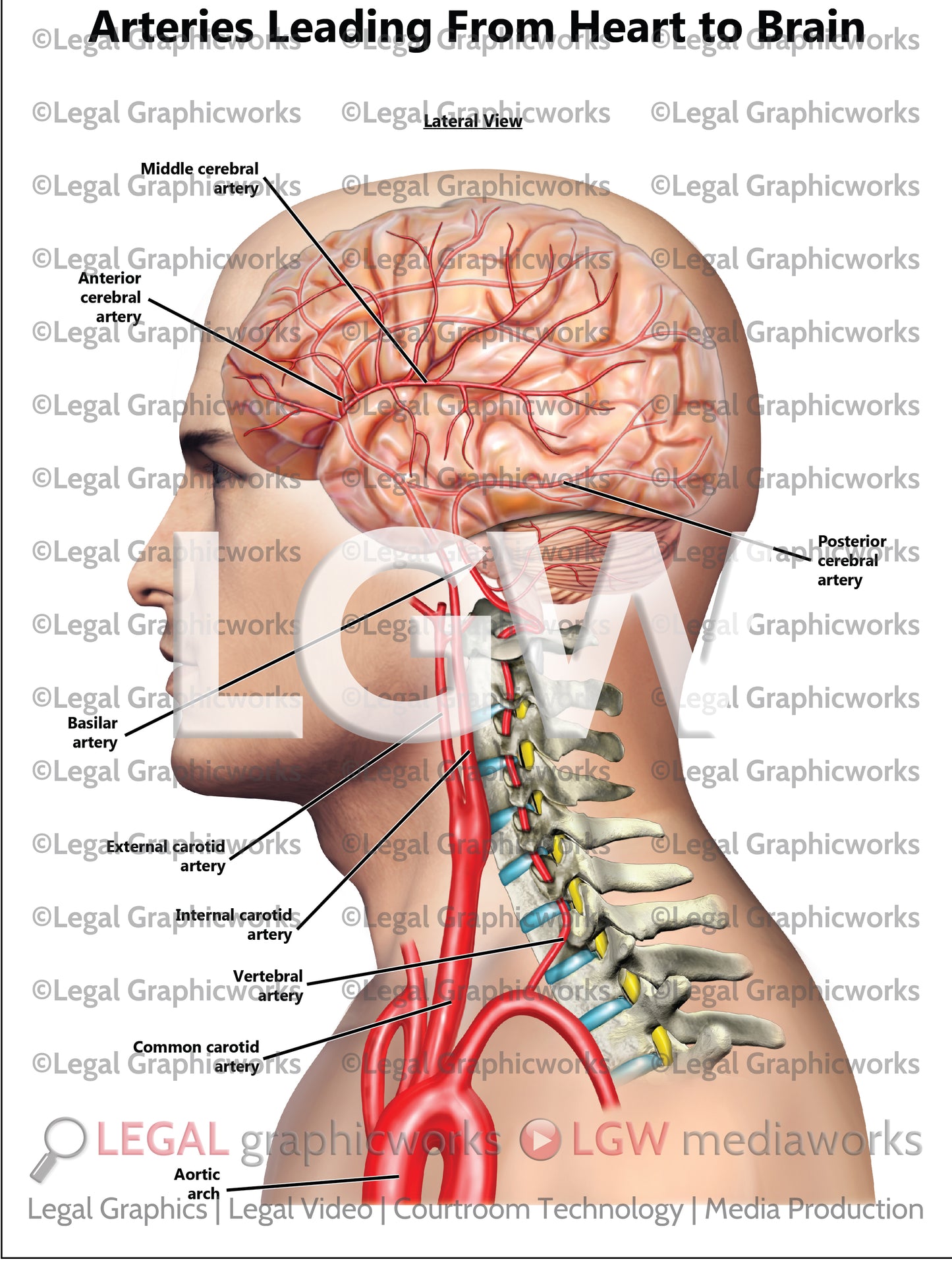 Arteries Leading From Heart to Brain