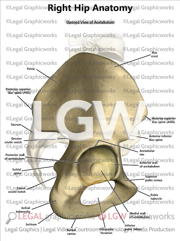 Right Hip Anatomy