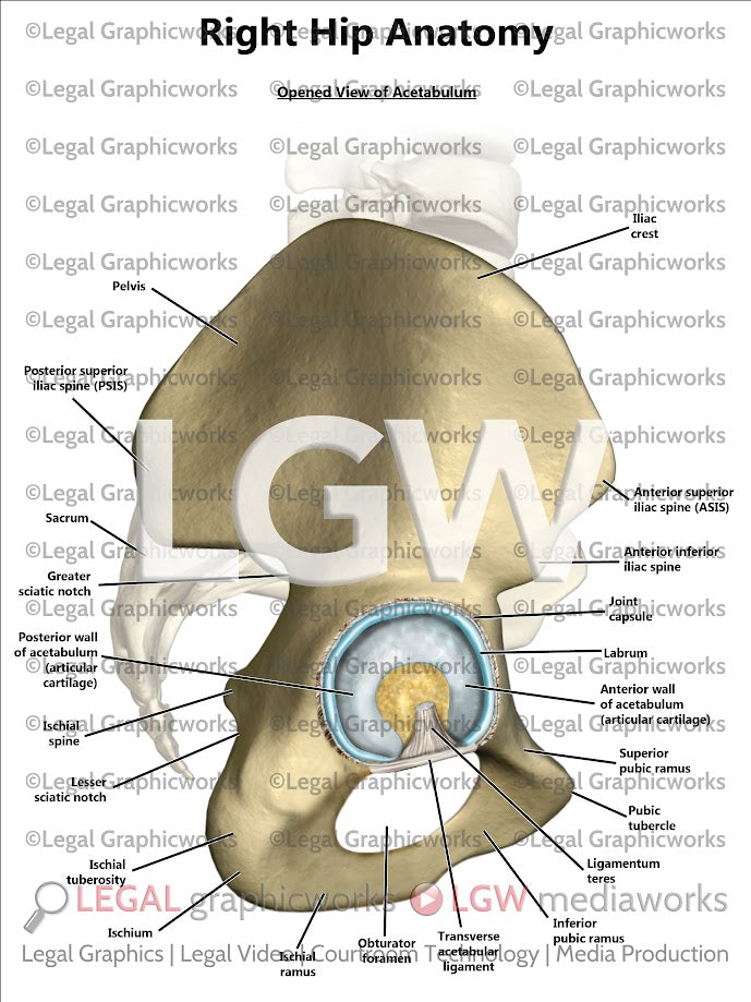 Right Hip Anatomy