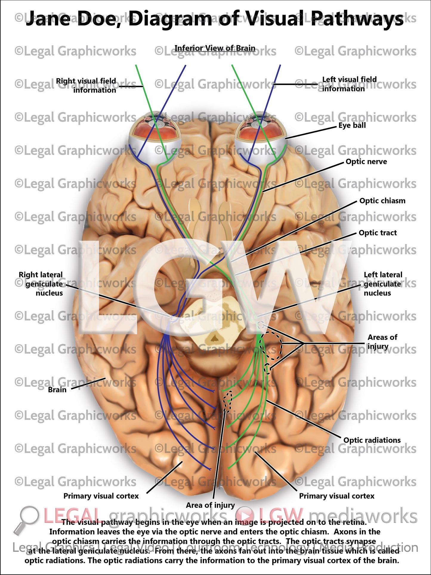 Diagram of Visual Pathways