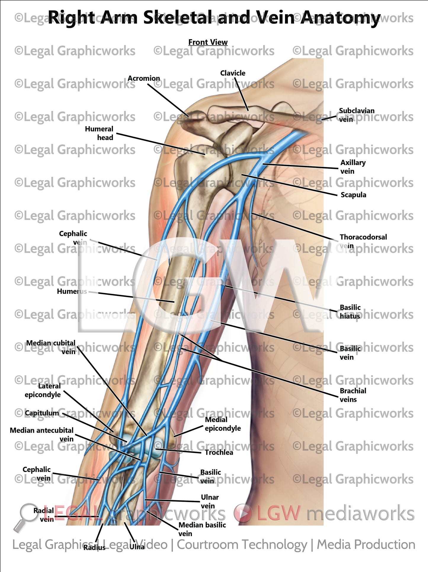 Right Arm Skeletal and Vein Anatomy