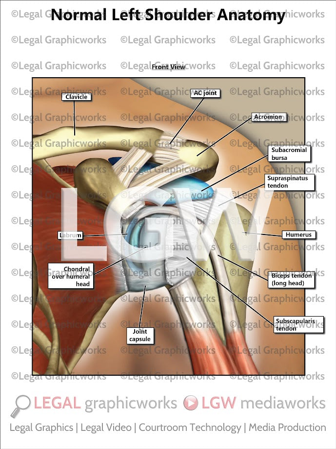 Normal Left Shoulder Anatomy