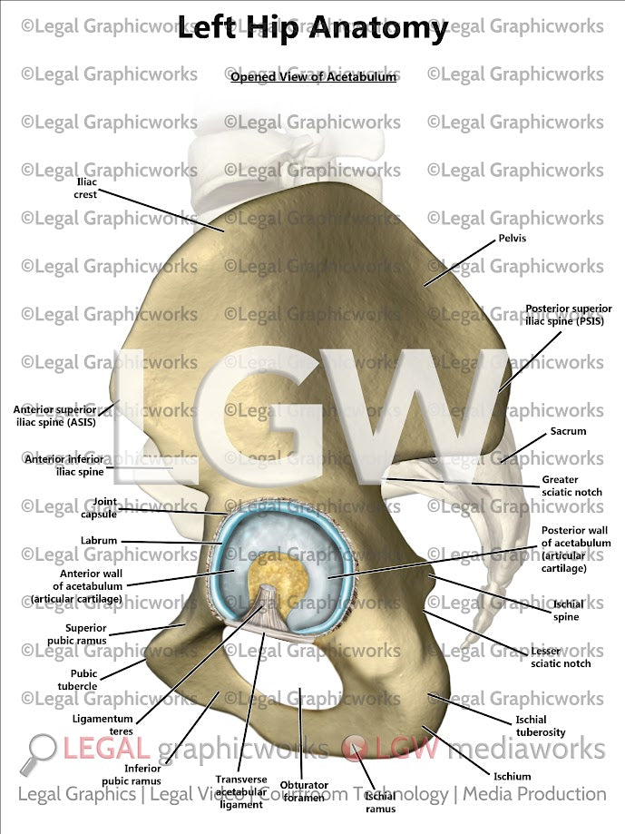 Left Hip Anatomy