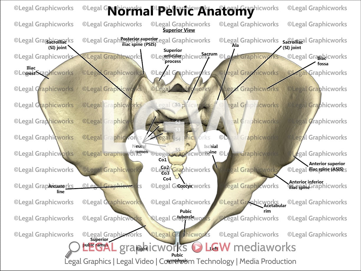 Normal Pelvic Anatomy