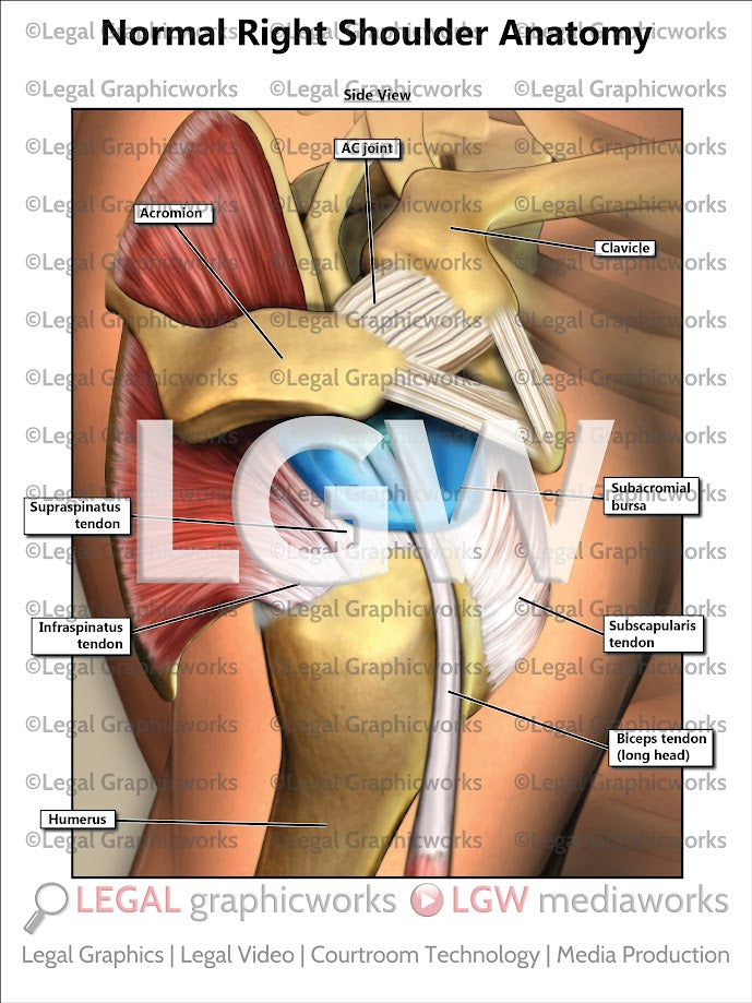 Normal Right Shoulder Anatomy