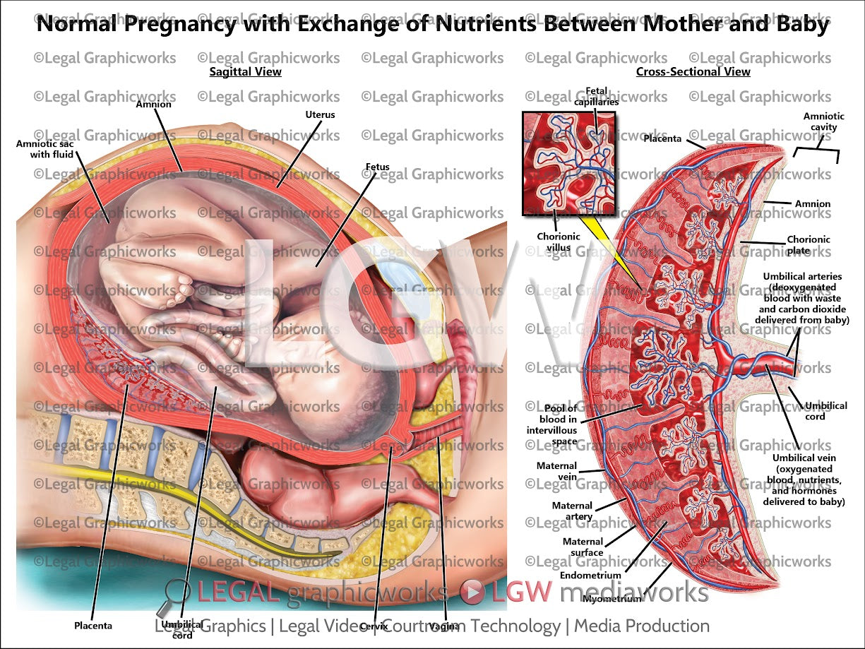 Normal Pregnancy with Exchange of Nutrients between Mother and Baby