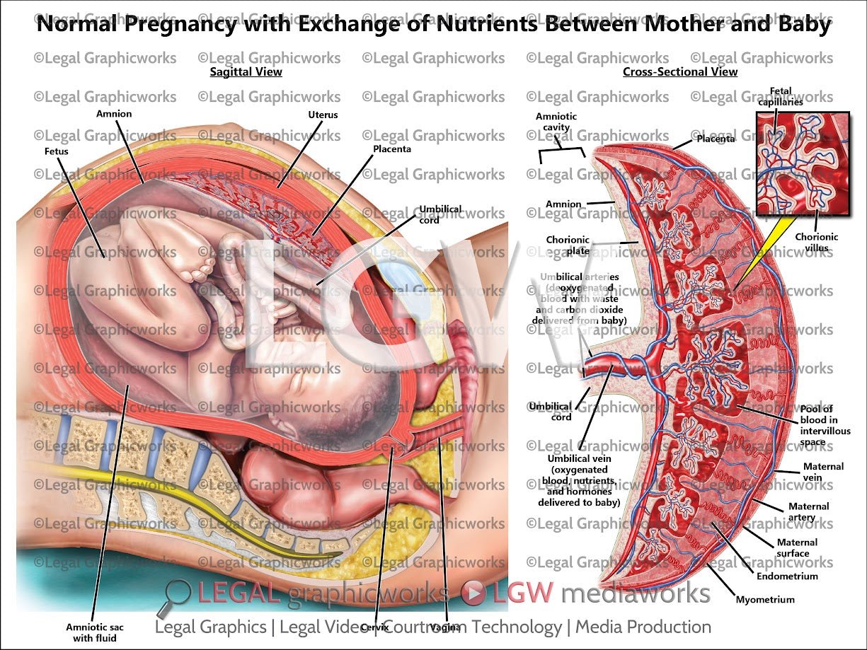 Normal Pregnancy with Exchange of Nutrients between Mother and Baby