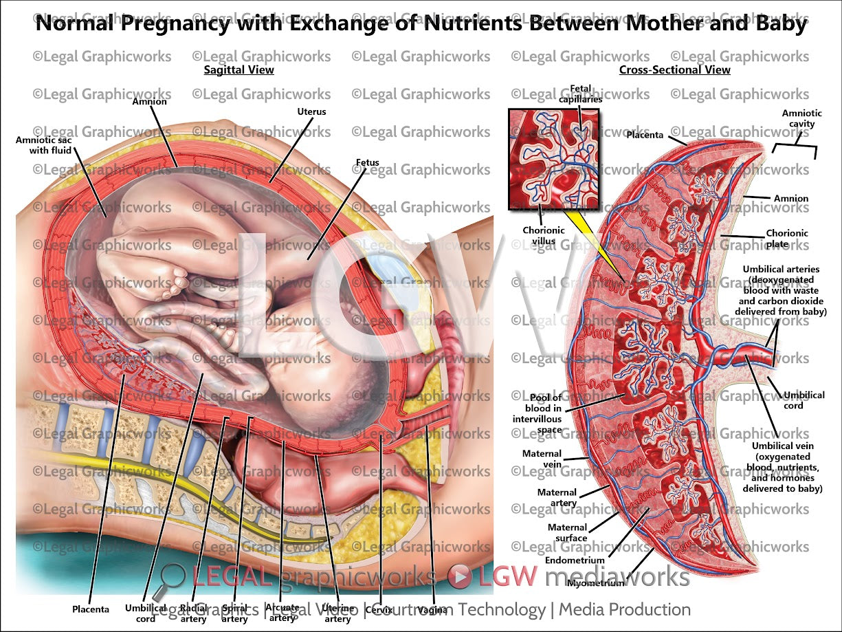 Normal Pregnancy with Exchange of Nutrients between Mother and Baby