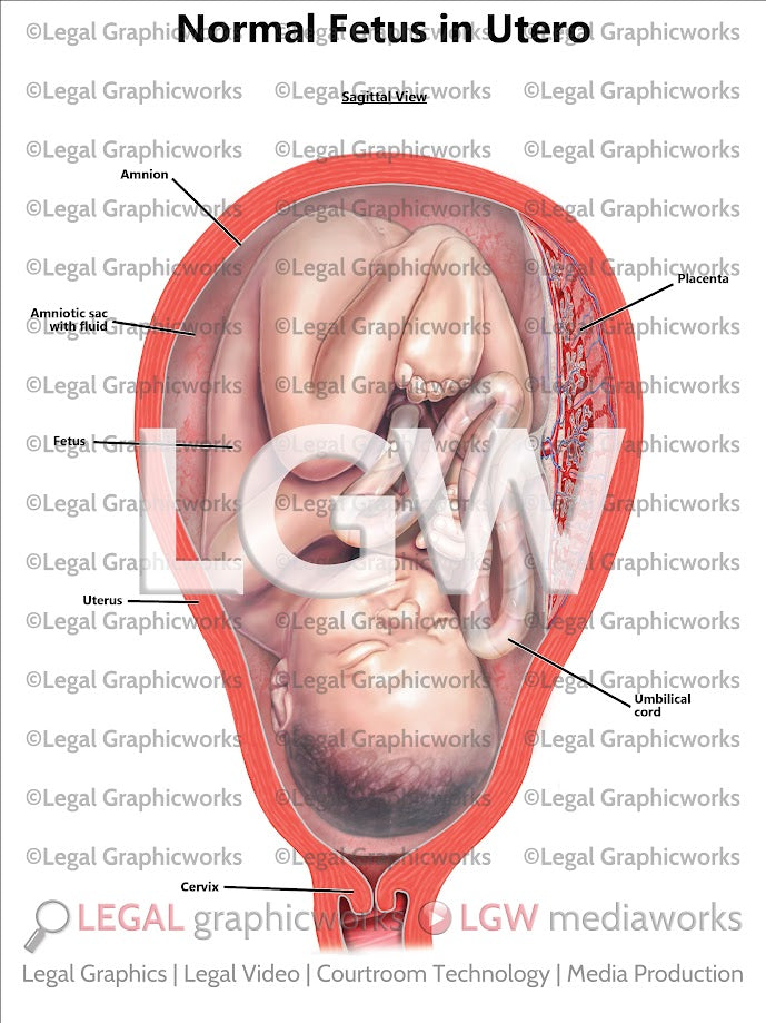 Normal Fetus in Utero