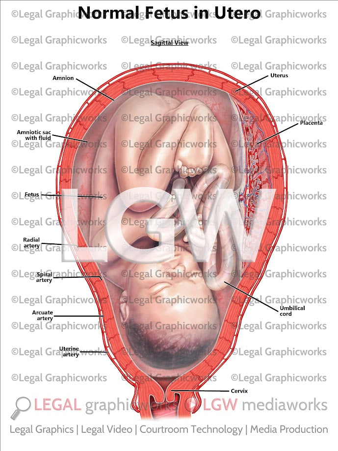 Normal Fetus in Utero