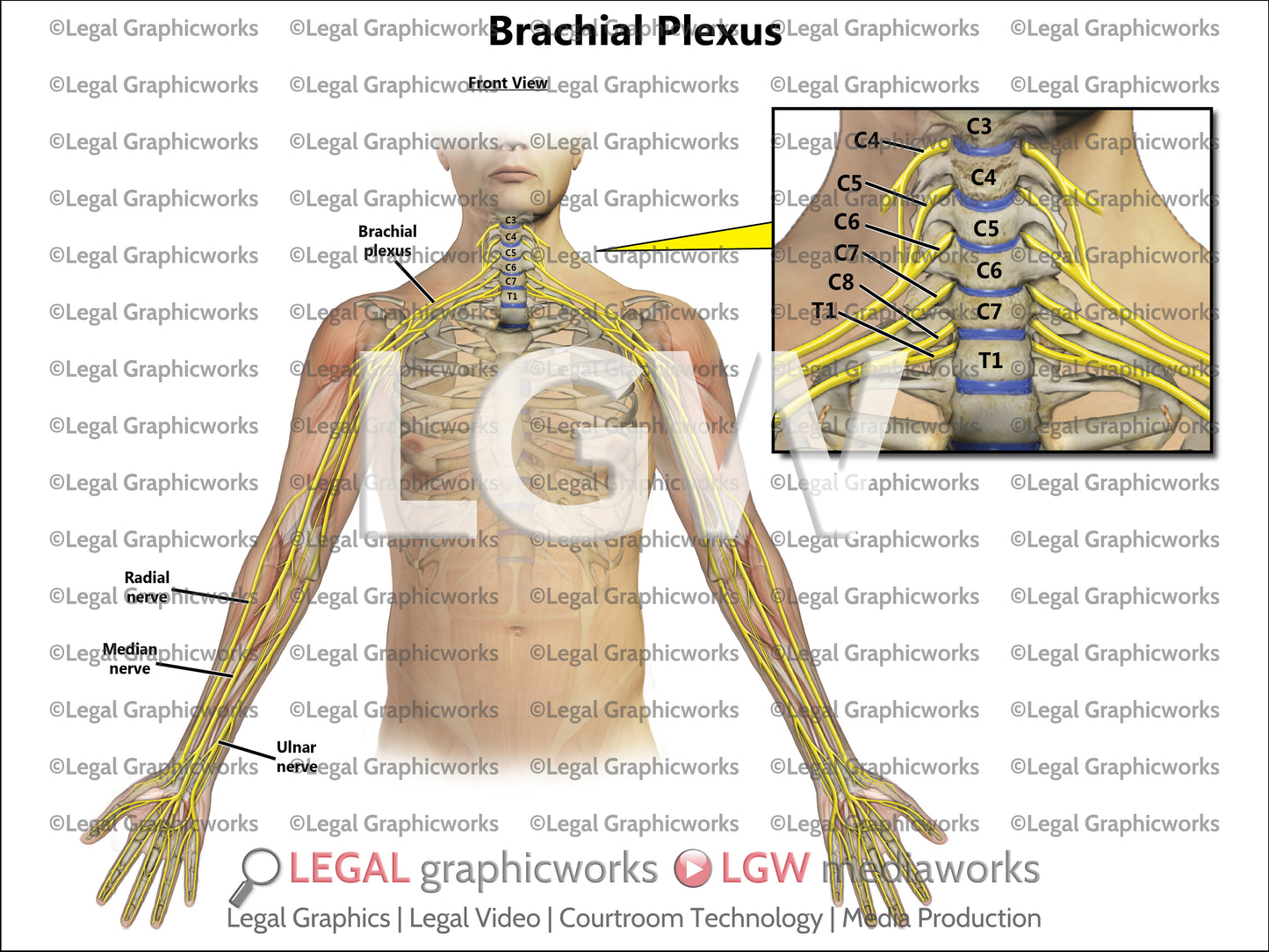 Brachial Plexus