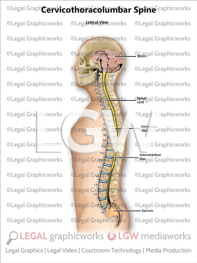Cervicothoracolumbar Spine