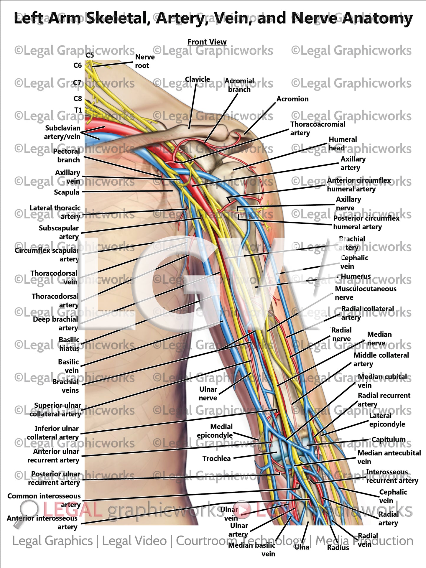 Left Arm Skeletal, Artery, Vein, and Nerve Anatomy