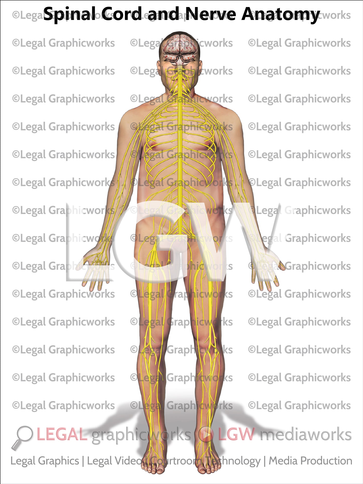 Spinal Cord and Nerve Anatomy