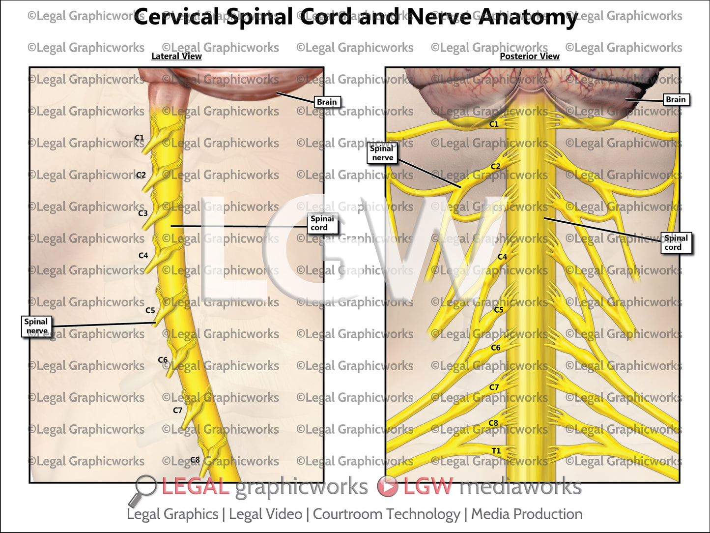 Cervical Spinal Cord and Nerve Anatomy