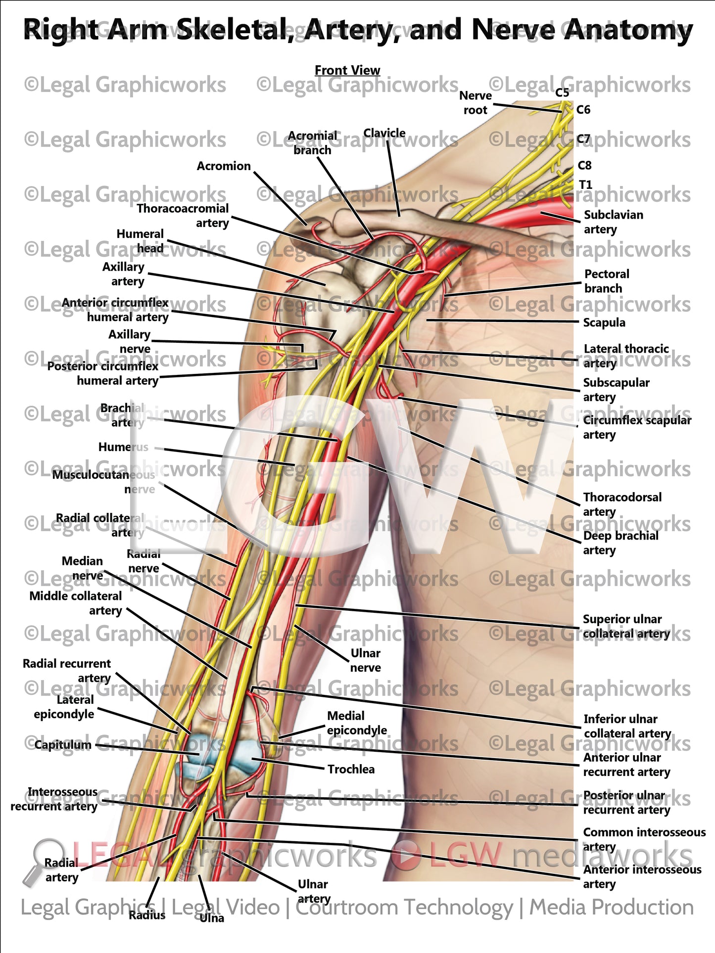 Right Arm Skeletal, Artery, and Nerve Anatomy