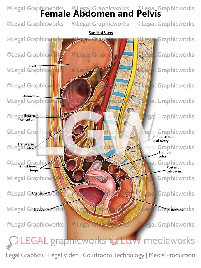 Female Abdomen and Pelvis