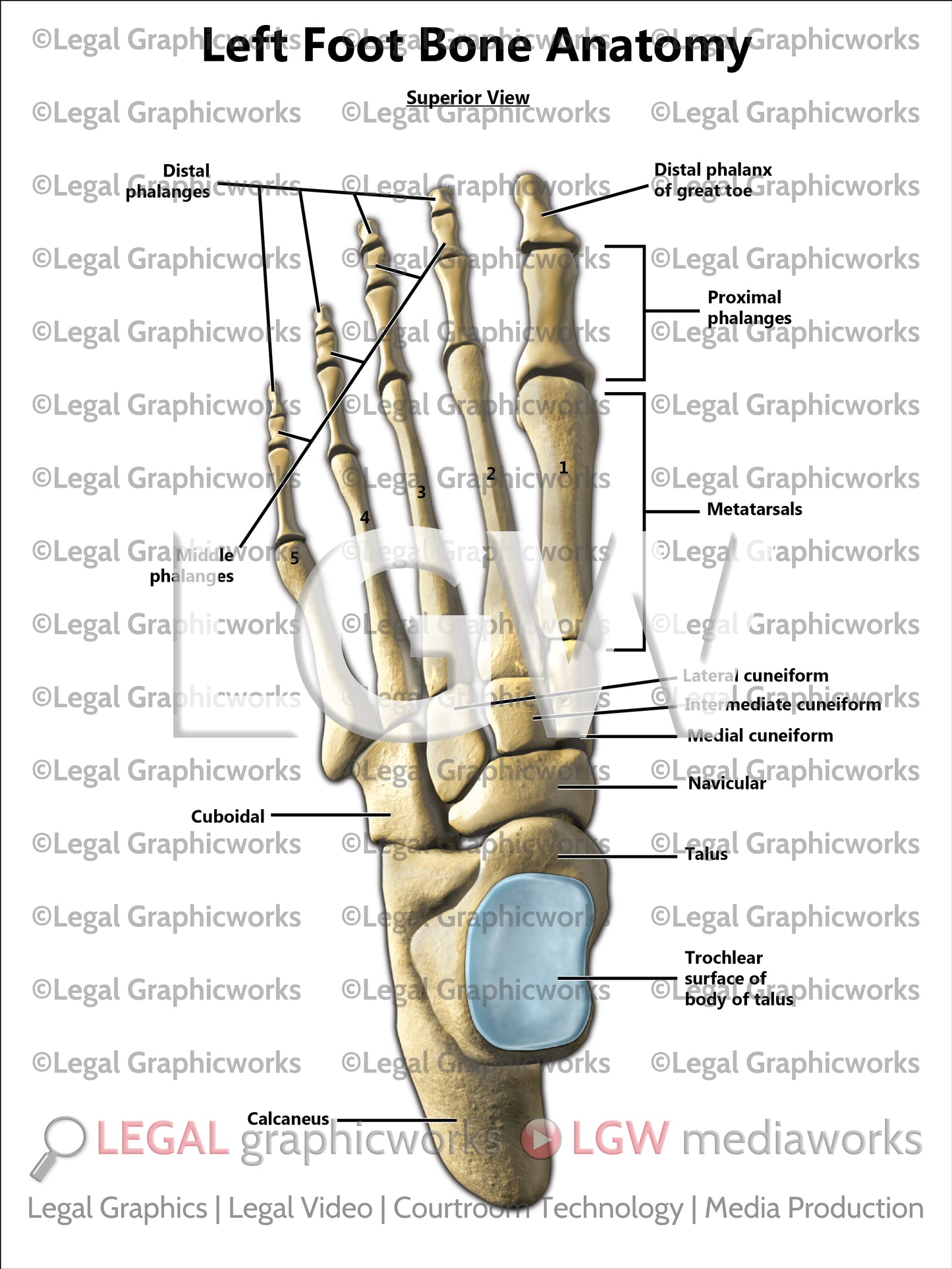 Left Foot Bone Anatomy
