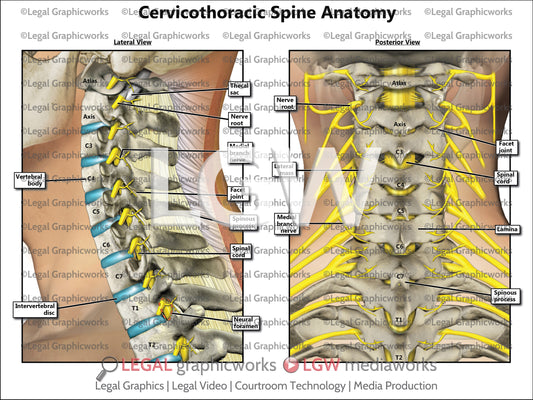 Cervicothoracic Spine Anatomy