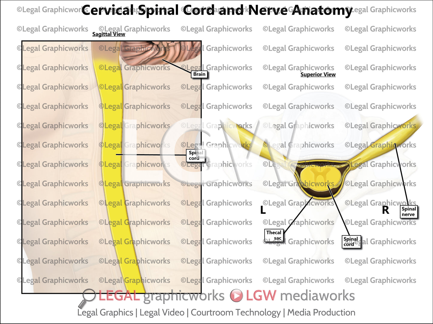 Cervical Spinal Cord and Nerve Anatomy