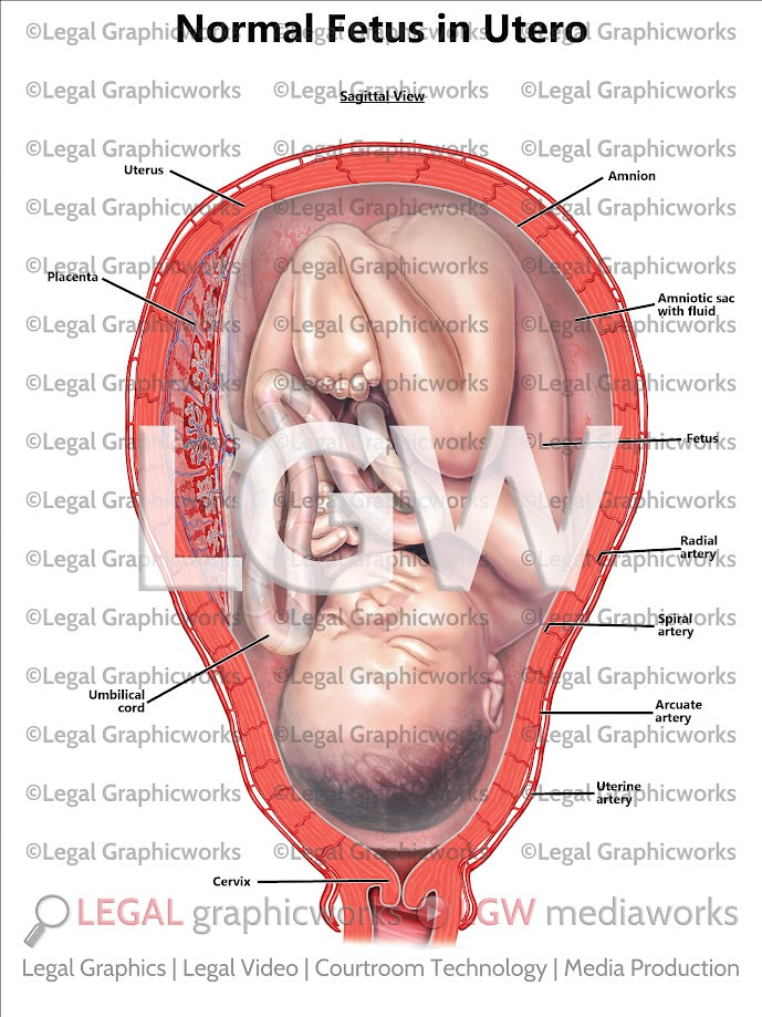 Normal Fetus in Utero