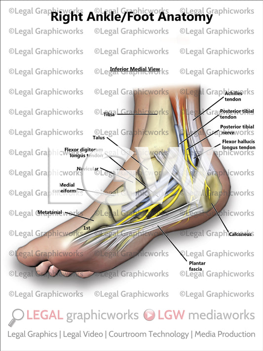 Right Ankle/Foot Anatomy