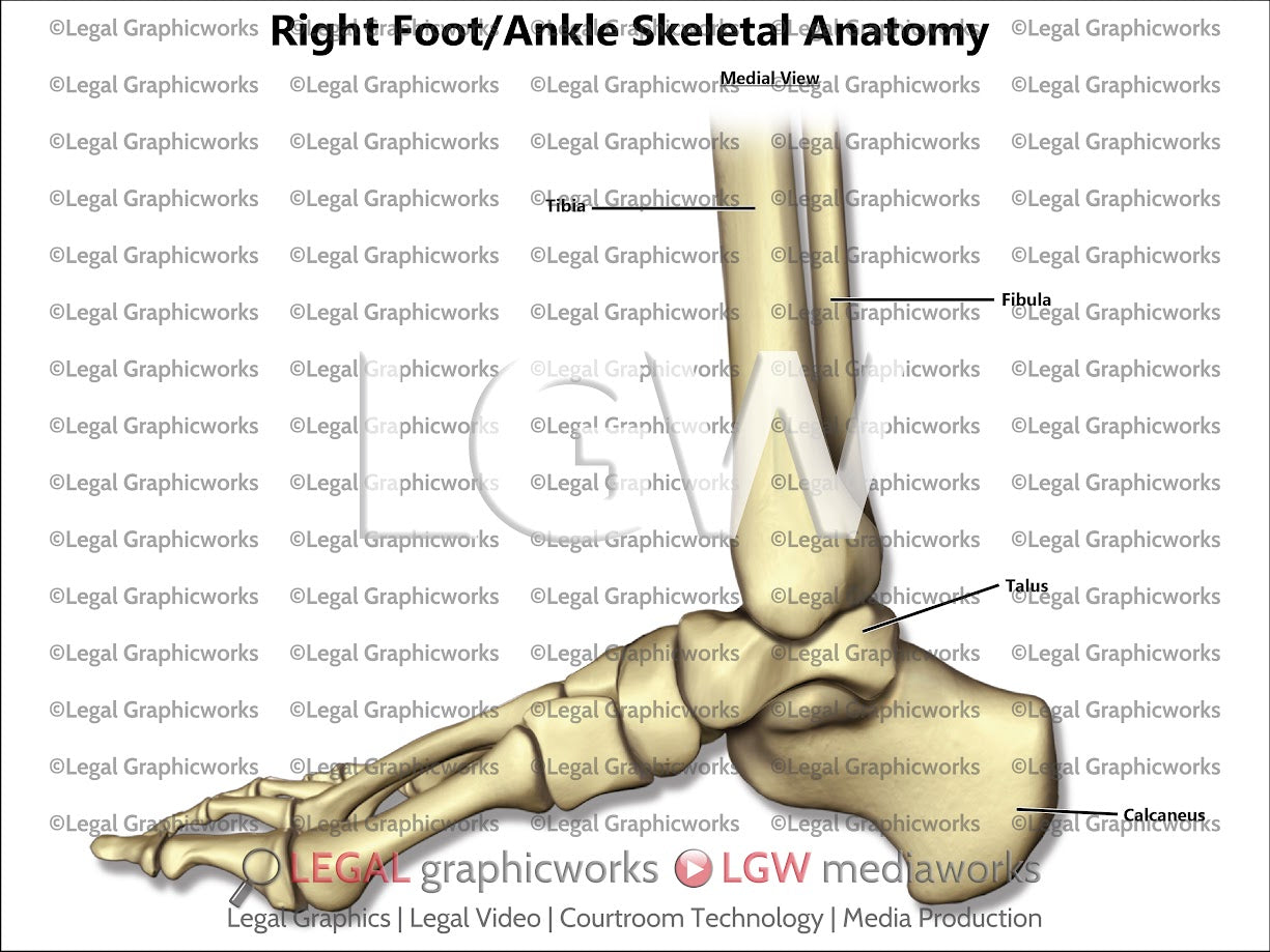 Right Foot/Ankle Skeletal Anatomy