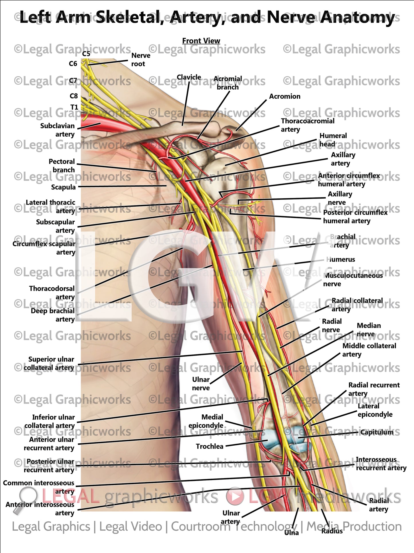 Left Arm Skeletal, Artery, and Nerve Anatomy