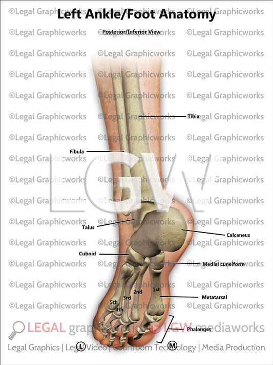 Left Ankle/Foot Anatomy