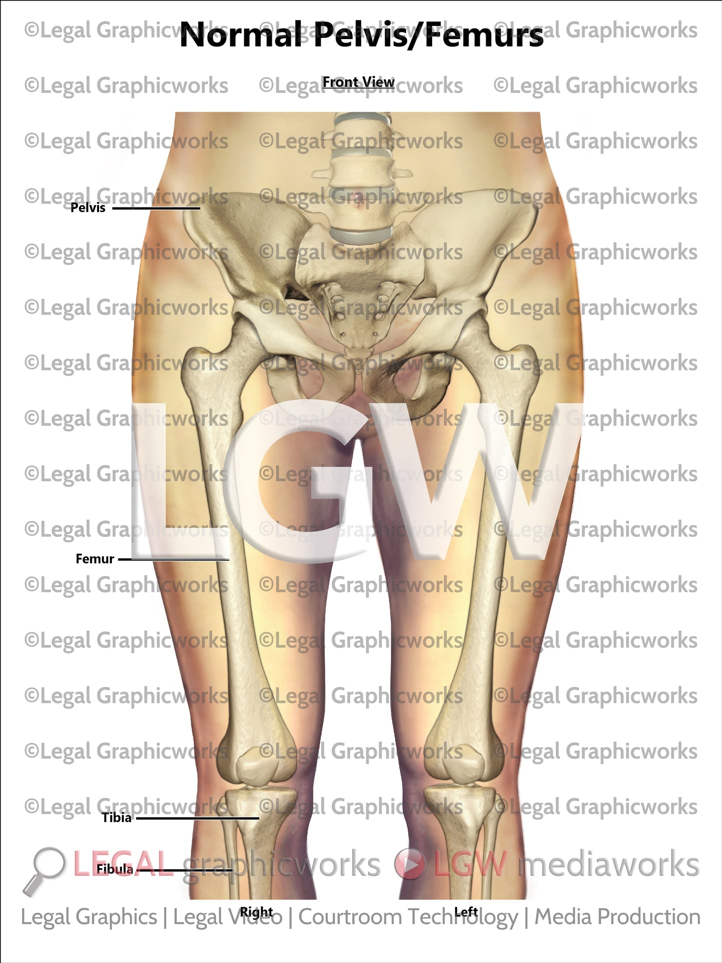 Normal Pelvis/Femurs