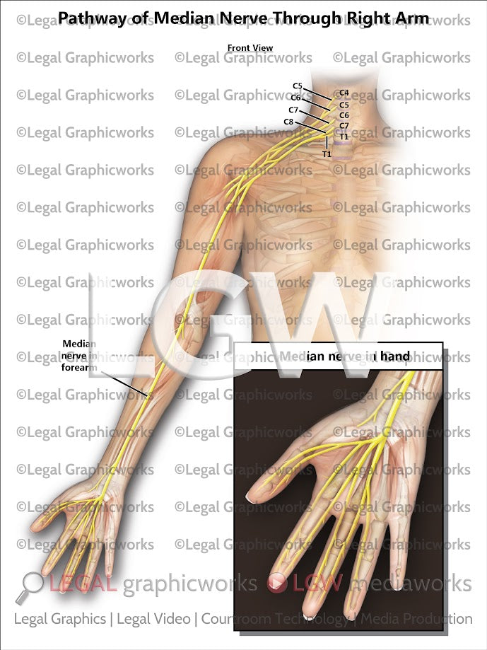 Pathway of Median Nerve through Right Arm