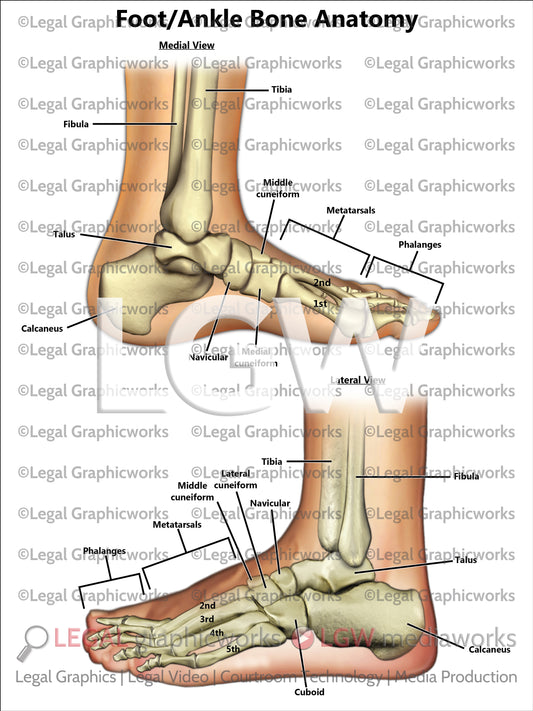 Foot/Ankle Bone Anatomy