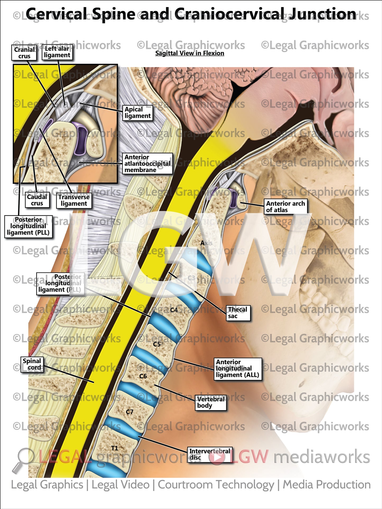 Cervical Spine and Craniocervical Junction