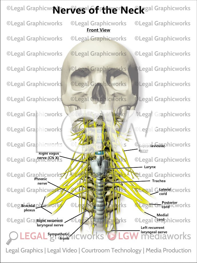 Nerves of the Neck