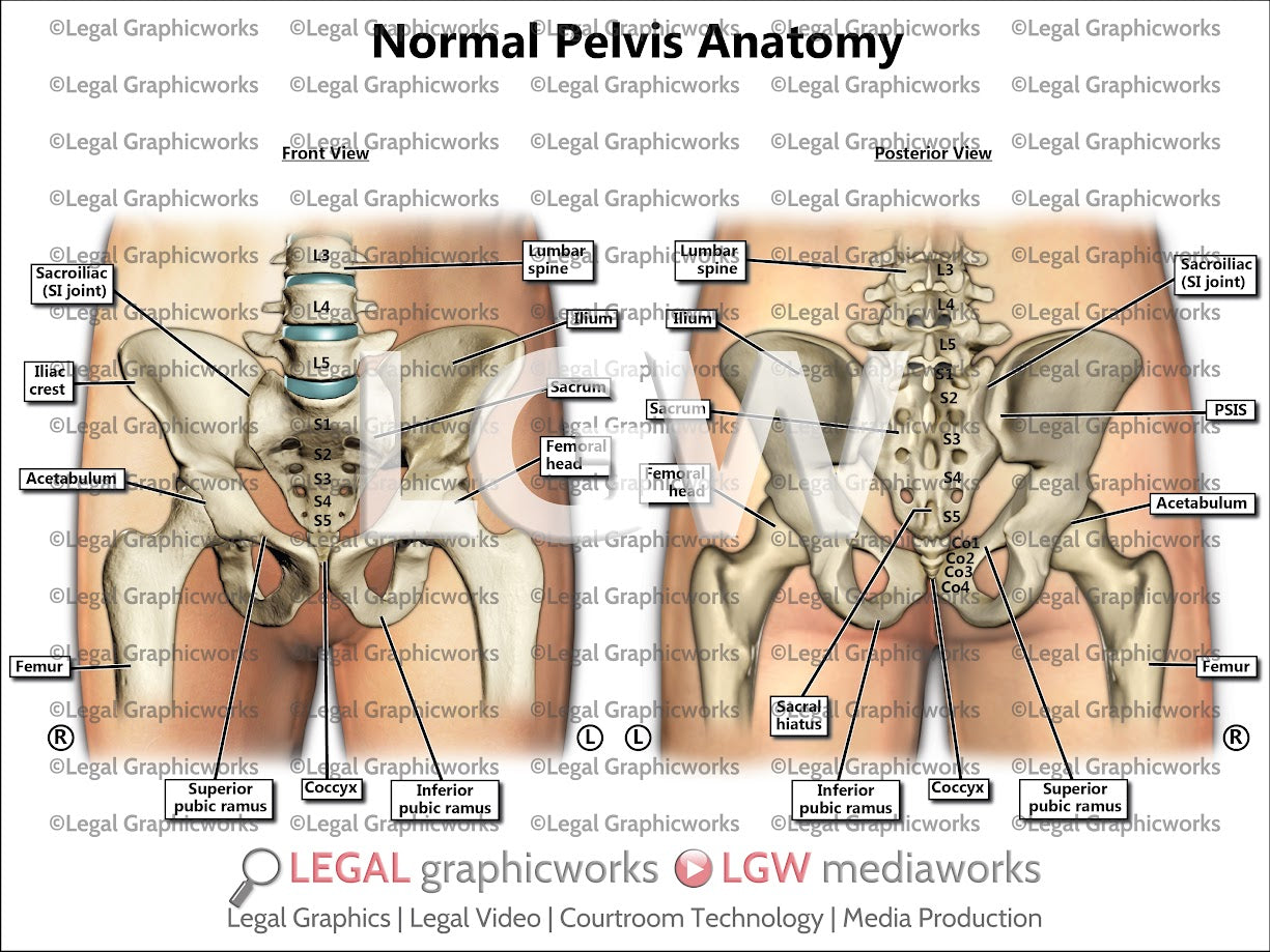 Normal Pelvis Anatomy